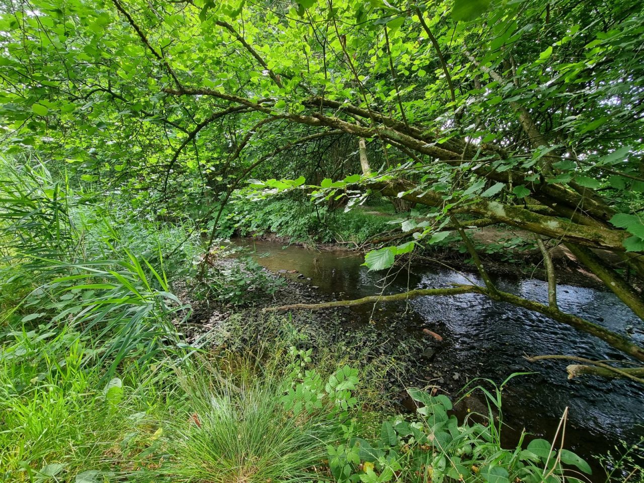 Malerisches Flussufer