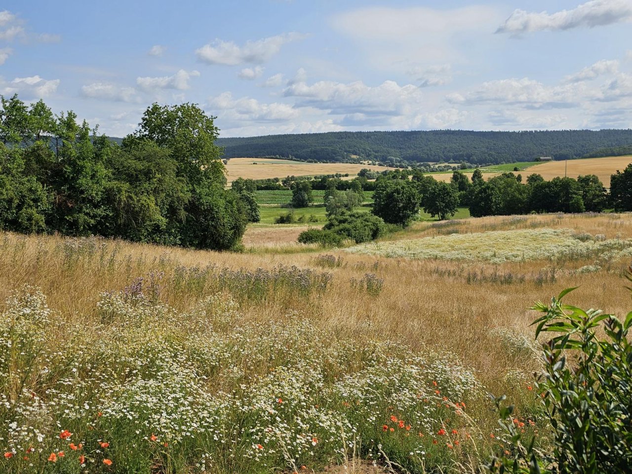 Naturblick ins Grüne